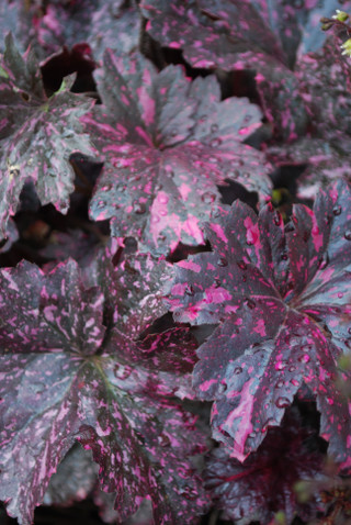 Heuchera 'Midnight Rose'