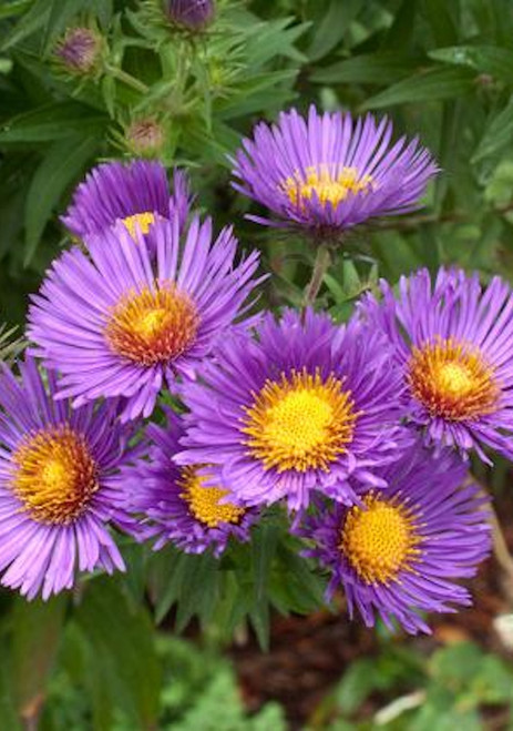 Aster 'Hella Lacy'