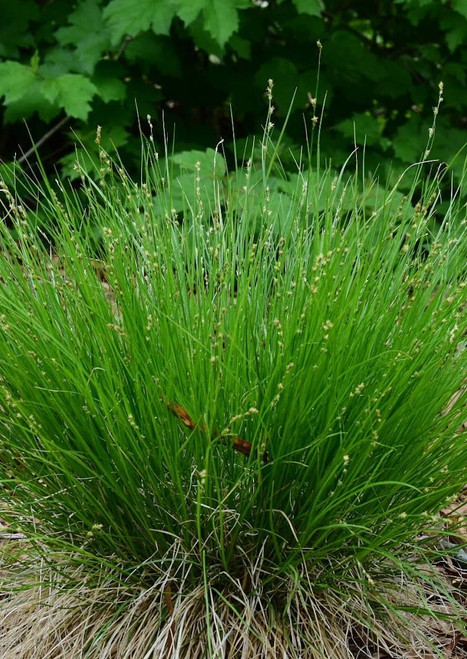 Carex appalachia