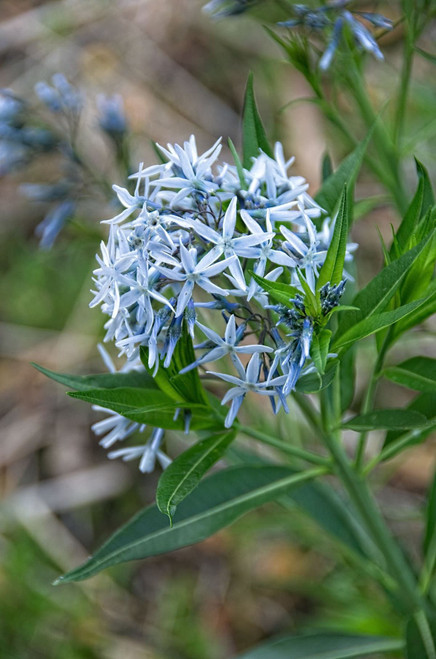 Amsonia tabernaemontana