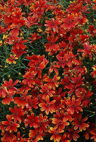 Coreopsis 'Ladybird'