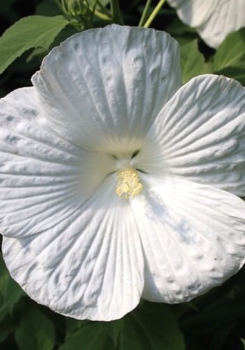 Hibiscus 'Blue River II'