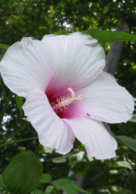 Hibiscus militaris