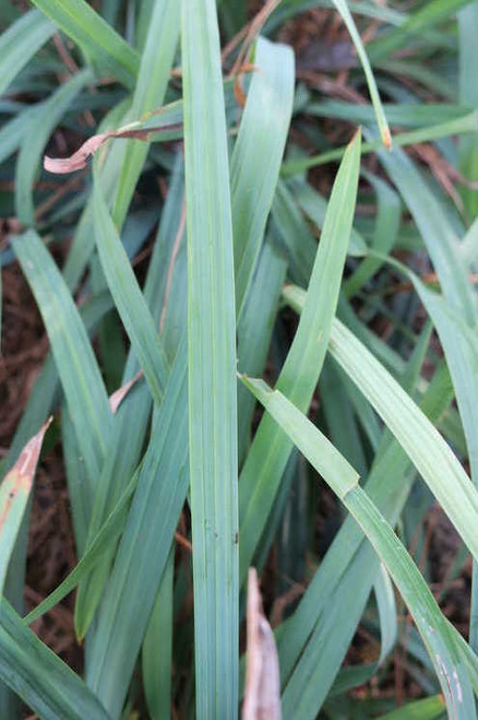 Carex flaccosperma