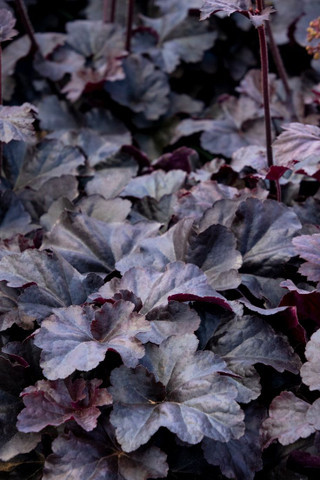Heuchera 'Obsidian'