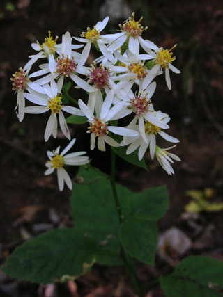 Aster divaricatum