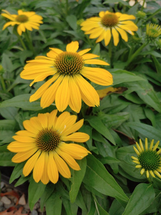 Echinacea 'Lemon Improved'