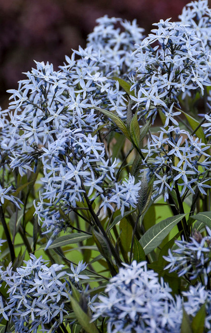 Amsonia 'Storm Cloud'