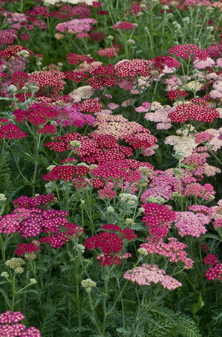 Achillea 'Summer Berries'