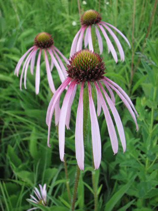 Echinacea pallida