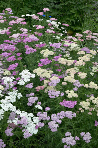 Achillea 'Summer Pastels'