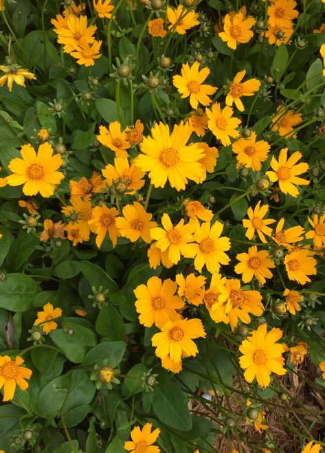Coreopsis 'Nana'