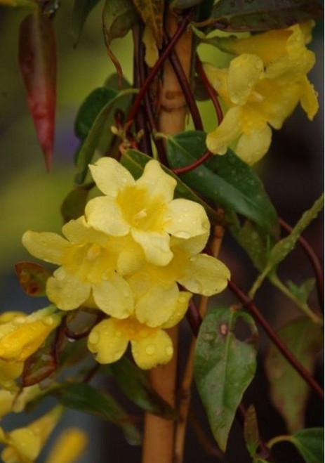 Gelsemium 'Margarita'