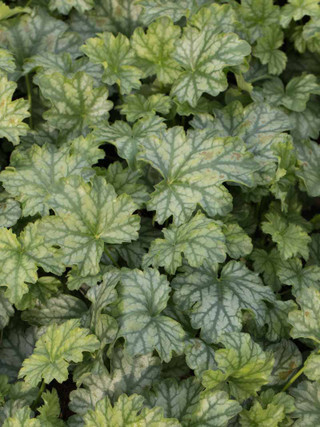 Heuchera 'Paris'