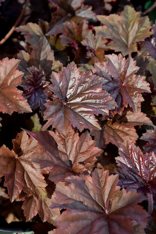 Heuchera 'Bronze Wave'
