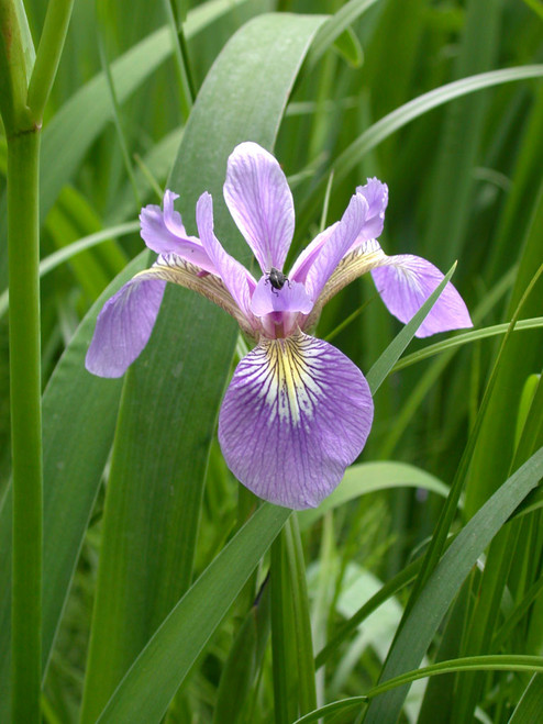 Iris versicolor
