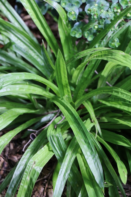 Carex plantaginea
