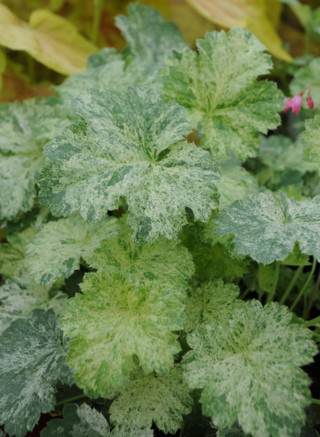 Heuchera 'Snow Angel'