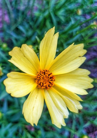 Coreopsis 'Citrine'