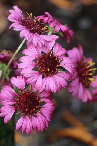 Gaillardia 'Grape Sensation'