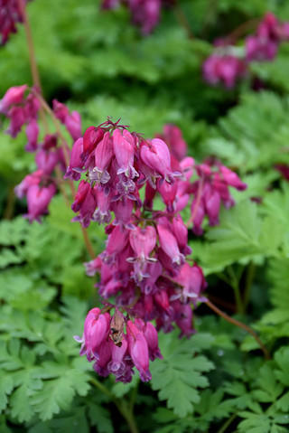 Dicentra 'Luxuriant'