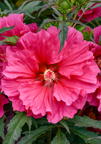 Hibiscus 'Watermelon Ruffles'