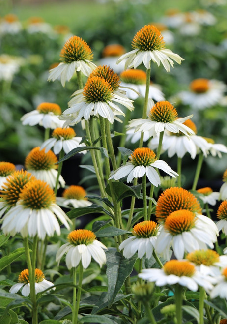 Echinacea 'PowWow White'