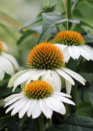 Echinacea 'PowWow White'