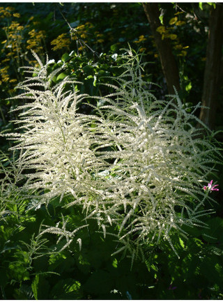 Aruncus dioicus