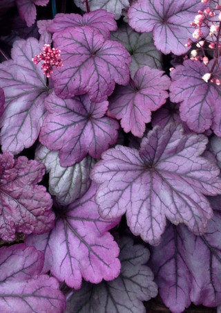 Heuchera 'Sugar Plum'