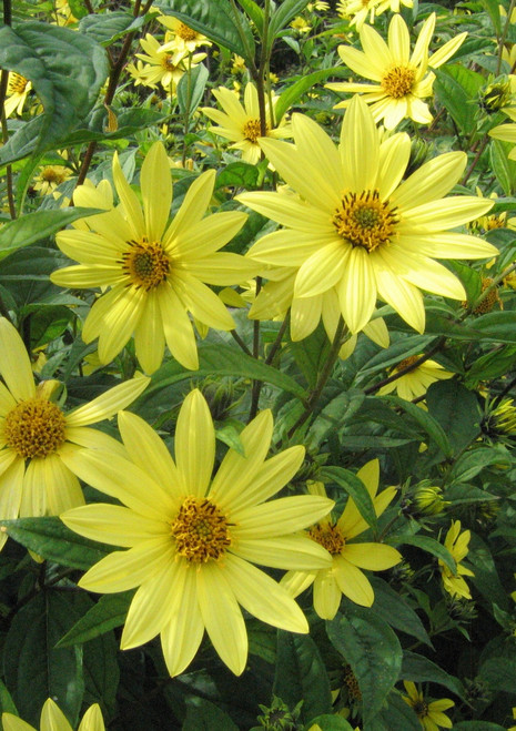 Helianthus 'Lemon Queen'