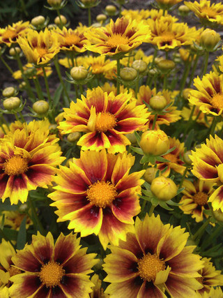 Coreopsis 'Enchanted Eve'