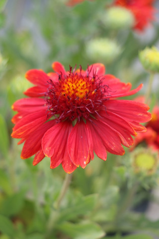 Gaillardia 'Arizona Red Shades'