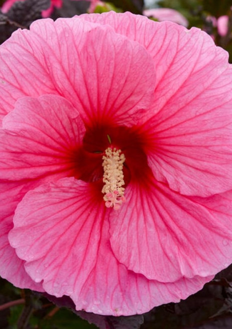 Hibiscus 'Edge of Night'
