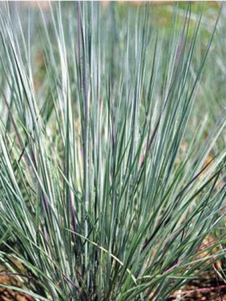 Schizachyrium 'Prairie Blues'