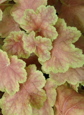 Heuchera 'Tiramisu'