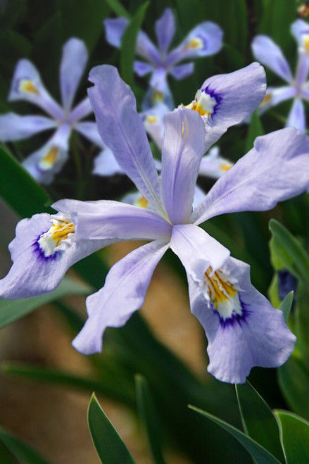 Iris 'Powder Blue Giant'