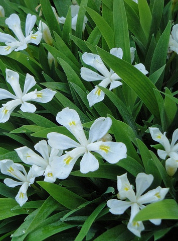 Iris cristata 'Tennesee White'