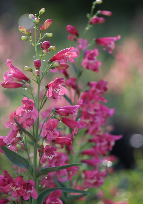 Penstemon 'Red Riding Hood'