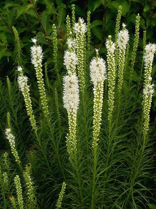 Liatris 'Floristan White'