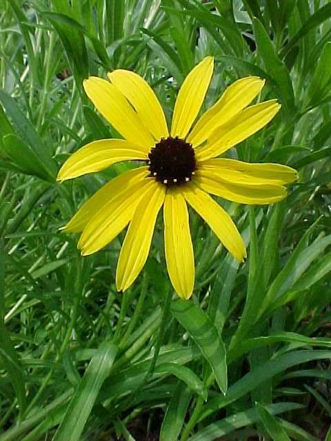 Rudbeckia missouriensis