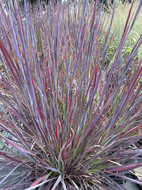 Schizachyrium 'Smoke Signal'