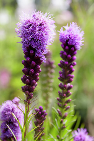 Liatris 'Kobold'