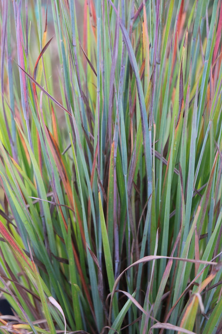 Schizachyrium 'Standing Ovation'