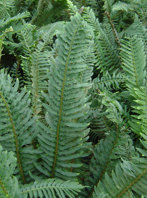 Fern - Western Sword