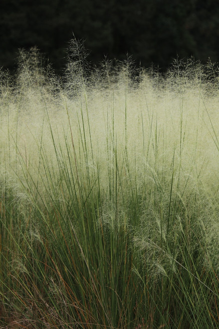 Muhlenbergia 'White Cloud'