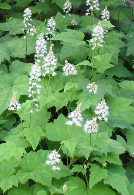 Tiarella cordifolia