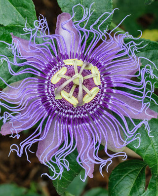 Passiflora incarnata