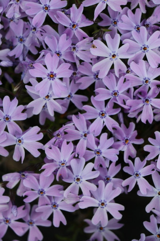 Phlox 'Emerald Blue'