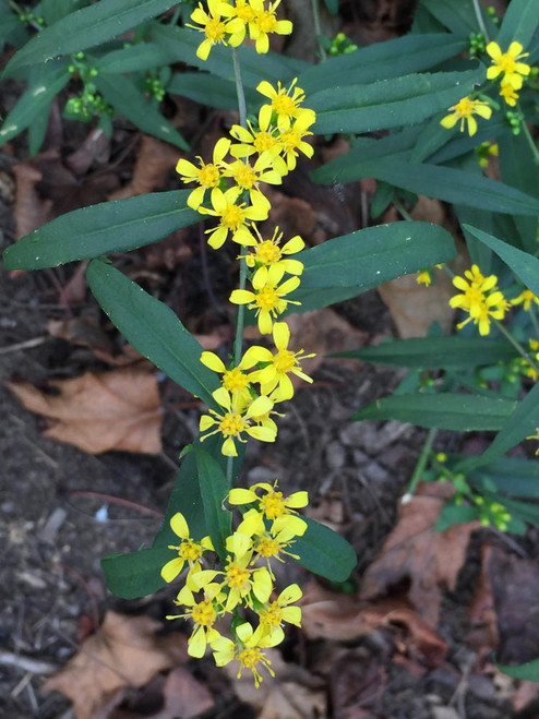 Solidago caesia